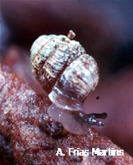 Leiostyla rugulosa (Morelet, 1860)
